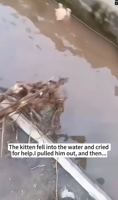 V1202057_The kitten fell into the water and cried for help.I pulled him out, and then…❤️#cat #rescue #animalrescue #love #usa