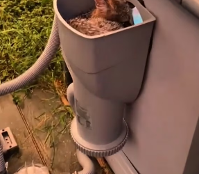 V1202058_This man found a sleeping fox in his pool and then…#help #rescue #animal #fox #fyp #foryoupage #foryoupage❤️❤️ #usa #ti