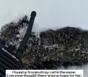 M2502016_I found a frozen stray cat in the snow. Everyone thought there was no hope for her, but I refused to_part2