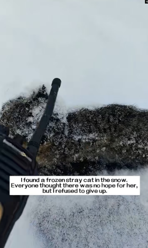 M2502016_I found a frozen stray cat in the snow. Everyone thought there was no hope for her, but I refused to_part2
