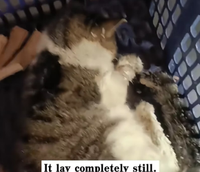 M2502017_I found a frozen cat in the snow and brought it home, and then…#rescue #animals #cat_part2