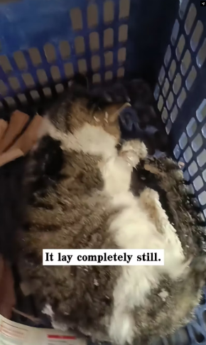 M2502017_I found a frozen cat in the snow and brought it home, and then…#rescue #animals #cat_part2