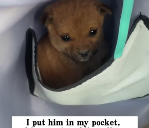 M2502018_I found a little dog running towards me in the wild, and then…#rescue #animals #dog_part2