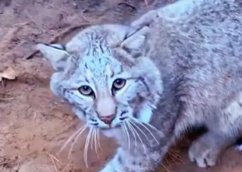 M2502019_#rescue #rescueanimals #animal #trending #animalsoftiktok #rescued_part2