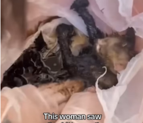 M2502020_This woman saw a tiny kitten on the road and just couldn’t walk away�� #helpanimals #kitten #help_part2