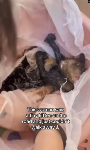 M2502020_This woman saw a tiny kitten on the road and just couldn’t walk away�� #helpanimals #kitten #help_part2