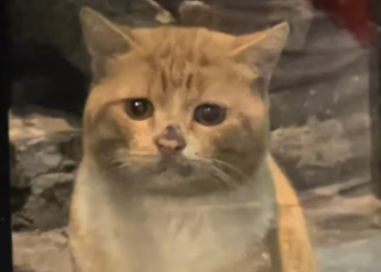 M2502021_I noticed a dirty stray cat staring at me from outside the door, and then…#rescue #animals #cat_part2