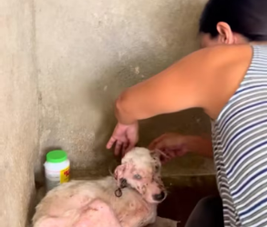 M2502022_From weak and wandering in Hamtic Plaza to strong and thriving today �❤️meet Hantik. � He was resc_part2