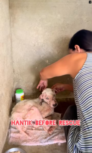 M2502022_From weak and wandering in Hamtic Plaza to strong and thriving today �❤️meet Hantik. � He was resc_part2