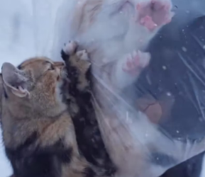 M2502024 In the middle of a snowstorm, this little orange kitten blocked the way to save his mother 😭 #AIStory #Shorts Part 2