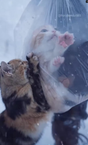 M2502024 In the middle of a snowstorm, this little orange kitten blocked the way to save his mother 😭 #AIStory #Shorts Part 2