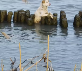 M2502025_#dog #trending #xuhuong #fyp #pet (2)_part2