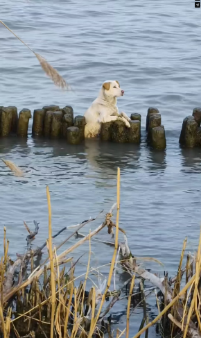 M2502025_#dog #trending #xuhuong #fyp #pet (2)_part2