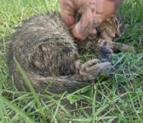 M2502026_Cat Saved River_part2