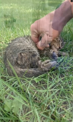 M2502026_Cat Saved River_part2