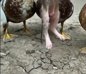 M2502027_Helpless kitten Rescued just in time_part2