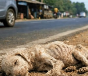 M2502028_kind hearted old man rescues poor unconscious puppy on the road side #foryou #foryoupage❤️❤️ #uktikt_part2