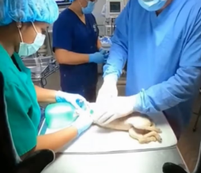 M2502029_I Found a Lifeless Bag Floating in a Frozen Lake—Watch the Miracle! #rescue #goldenretriever #animal_part2