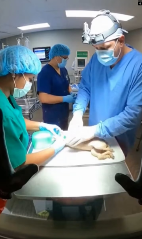 M2502029_I Found a Lifeless Bag Floating in a Frozen Lake—Watch the Miracle! #rescue #goldenretriever #animal_part2