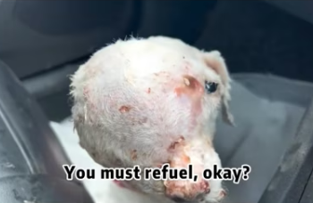 M2502031_A dog with a head tumor was abandoned on the streets, but three hospitals repeatedly refused to trea_part2