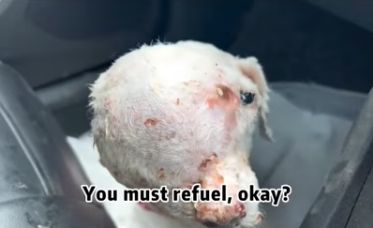 M2502031_A dog with a head tumor was abandoned on the streets, but three hospitals repeatedly refused to trea_part2