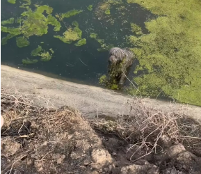 M2502032_#dog #trending #xuhuong #fyp #pet (3)_part2