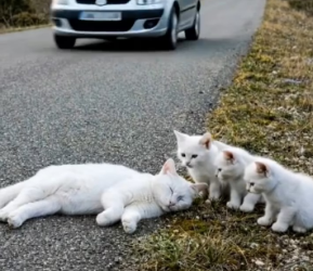 M2502034_Kind hearted lady rescue poor unconscious mother_part2