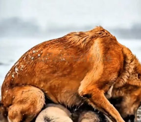 M0202010_Abandoned Puppies Found Freezing in Snow Kind Woman Saved Them_part2