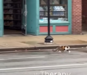 M2502039_he kicked out a pregnant cat with a broom#rescueanimals #animals #animalsoftiktok #rescue_part2