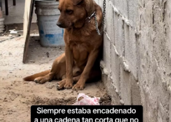 M2502041_My neighbor had a little dog in terrible condition until he was finally set free #adoptdontshop #dogs_part2