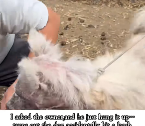 M2502044_From Abandoned to Happy_ Watch This Samoyed’s Incredible Transformation!#dogrescue #samoyed #rescued_part2