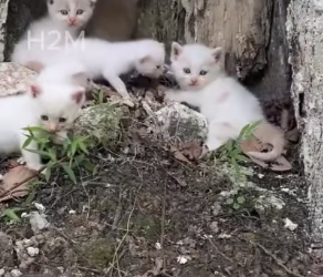 M2502045_I adopted some homeless kittens meowing under a tree in the park; these tiny, rescued kittens were s_part2
