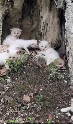 M2502045_I adopted some homeless kittens meowing under a tree in the park; these tiny, rescued kittens were s_part2