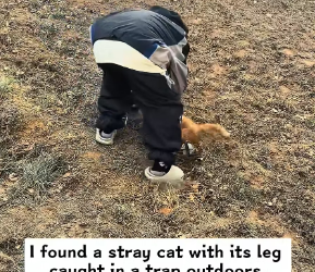 M2502046_I found a stray cat with its leg caught in a trap outdoors, and then…#rescue #animals #cat_part2