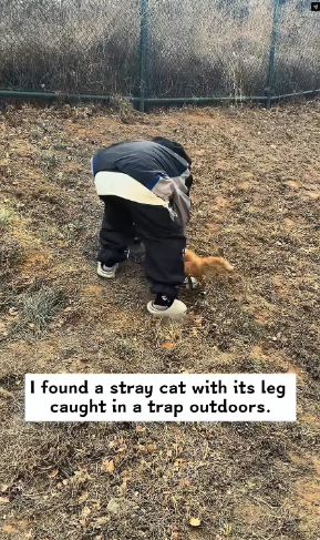 M2502046_I found a stray cat with its leg caught in a trap outdoors, and then…#rescue #animals #cat_part2