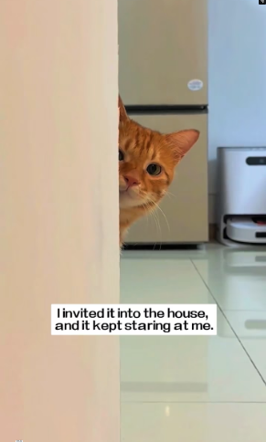 M2502047_I found a stray cat on a snowy day. I fed it some food, and then…#rescue #animals #cat_part2