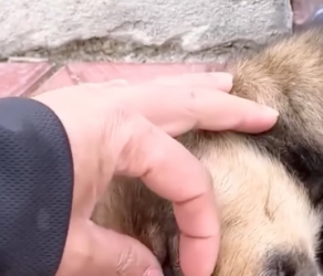 M0202011_On my way home work, accidentally discovered poor puppy lying motionless by roadside_part2