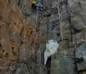 M2502001_#dog #trending #xuhuong #fyp #pet_part2