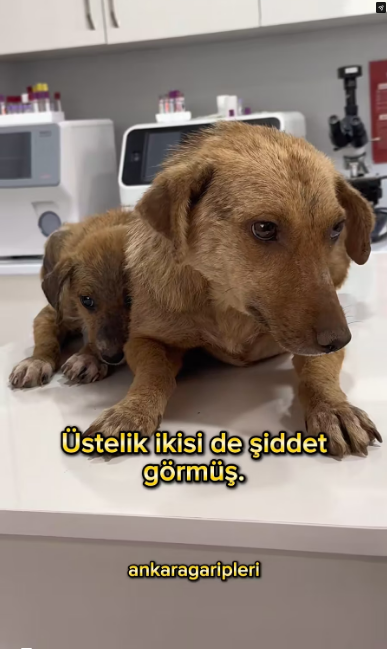 M2502007_Anne & Bebek #güllü #annebebek #hayvanlarıkoruyalım #köpek #dog_part2