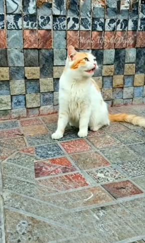 M2502010_Street Tears to Safe Home_part2