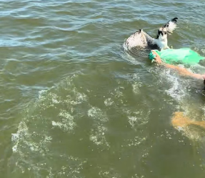 M2502011_Part 1 � We helped a struggling Osprey to land yesterday! We saw it trying to swim to shore in the_part2