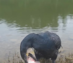 M2502012_#animals #wildanimals #bird #fyp_part2