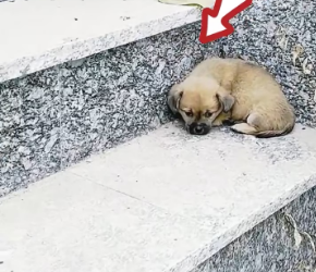 M0202012_came home work found poor puppy wandering in front of my house. went to check on him he was very hungry cold.par2