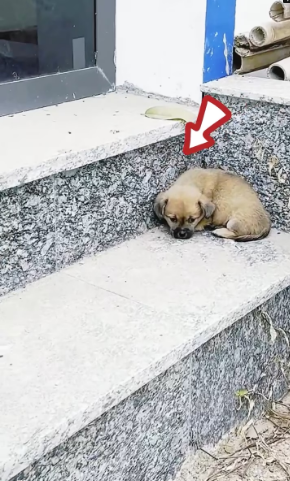 M0202012_came home work found poor puppy wandering in front of my house. went to check on him he was very hungry cold.par2