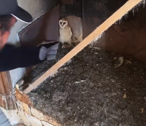 M2502014_Rescue an baby owl #rescue #rescueanimals #animals #owl #fyp_part2