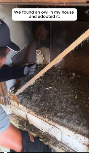 M2502014_Rescue an baby owl #rescue #rescueanimals #animals #owl #fyp_part2