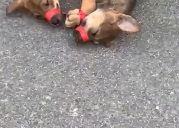 M3101017_Two poor puppies were abandoned by their owner on the highway. I felt so sorry for them. Seeing this scene, I couldn’t