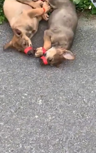 M3101017_Two poor puppies were abandoned by their owner on the highway. I felt so sorry for them. Seeing this scene, I couldn’t