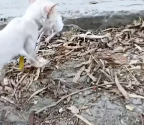 M0202014_tiktok_7346866749477834027_7346866749477834027_part2