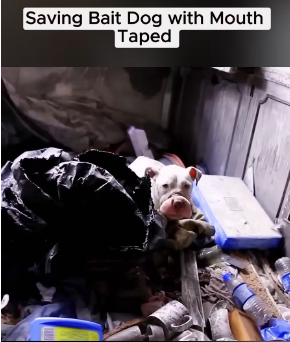 M0202017_tiktok_7425457856767380769_7425457856767380769part2